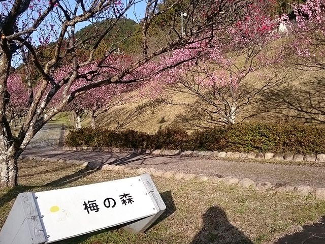 �~�̐X_�{�ؐ쎩�R���� �ق���̗�