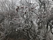 ݂̖Xi啪Rzsj̓eʐ^1