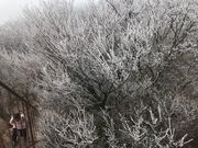 ݂̖Xi啪Rzsj̓eʐ^2