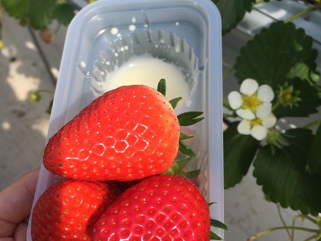 I傫ȂR܂I_MIGAKI FARM(ICHIGO WORLD)