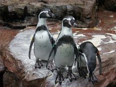 g̋{فu݂₶}vւ̓eʐ^1