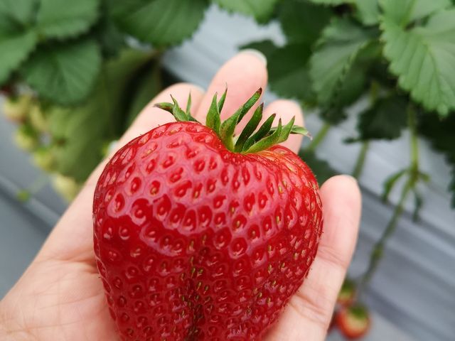 �܂������H�ׂ����Ȃ���������ł���_STRAWBERRY GARDEN ROYAL