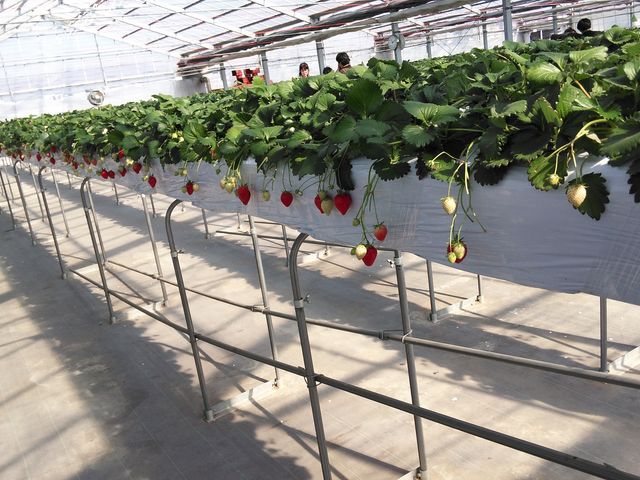 �����傫��_�e���������@�a��������