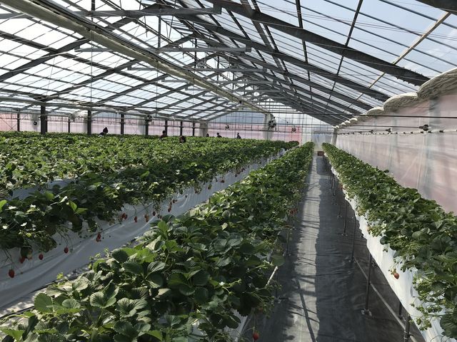 �L���C�Ő����I_�܌��ʎ���