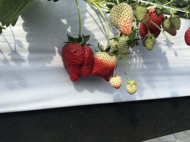 �ЂƗ����傫���ł��B
���������ł�������I_���E�t���[�Y