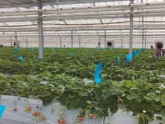 ���₳��̔���C�`�S�@���n�E�X�ւ̓��e�ʐ^1