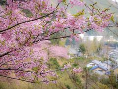 河村瑞賢公園の河津桜の写真一覧 じゃらんnet