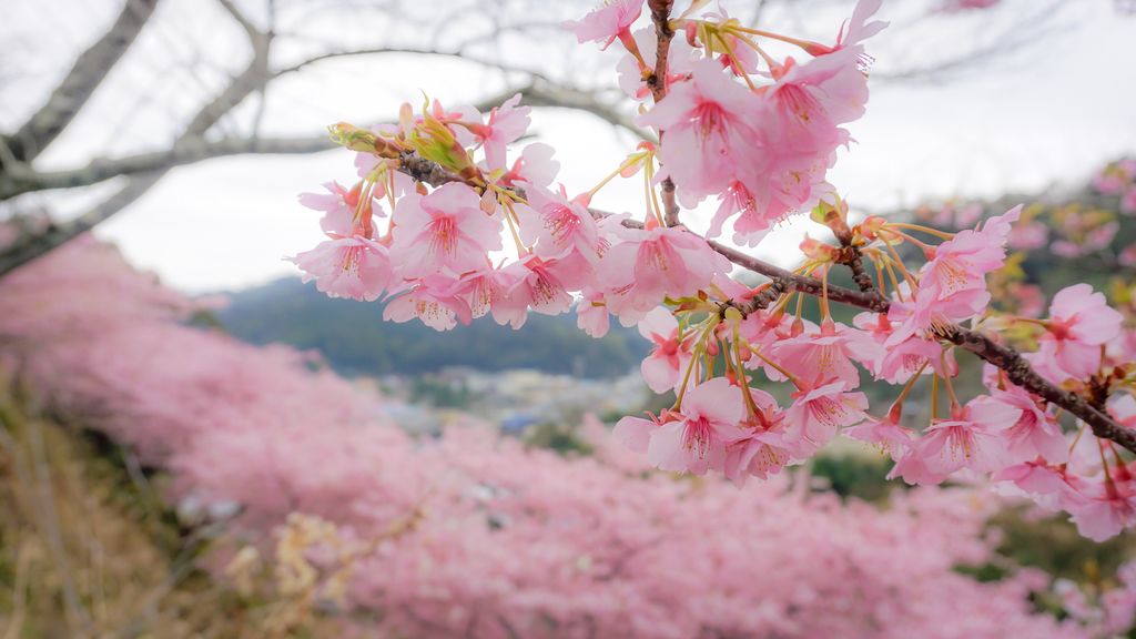 河村瑞賢公園の河津桜 アクセス 営業時間 料金情報 じゃらんnet