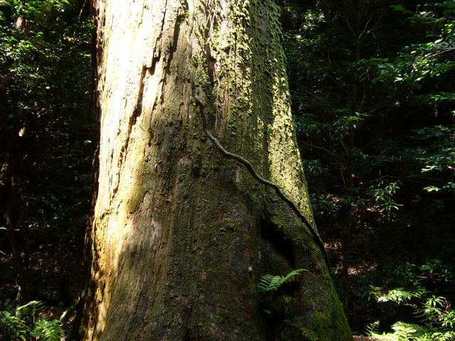 ���_�t���R���n�т̐A��