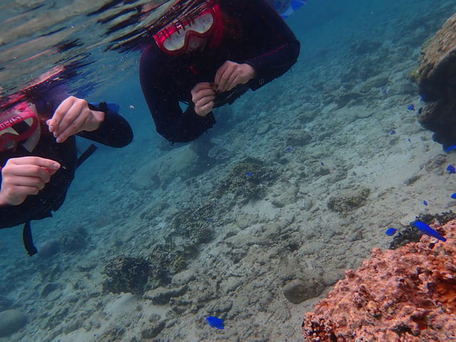 ���ɉa��������}_�_�C�r���O�V���b�v�@SeaFree