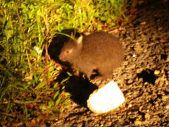 񂳂̉iCgcA[T[rXւ̓eʐ^1