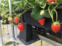 ΁[񂳂̂񂢂t@[ւ̓eʐ^1