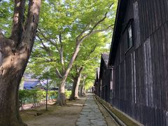 カトQさんの山居倉庫のケヤキ並木の紅葉への投稿写真1