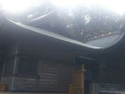 Ƃ˂̍{Ԑ_Ђ̃XM̓eʐ^6