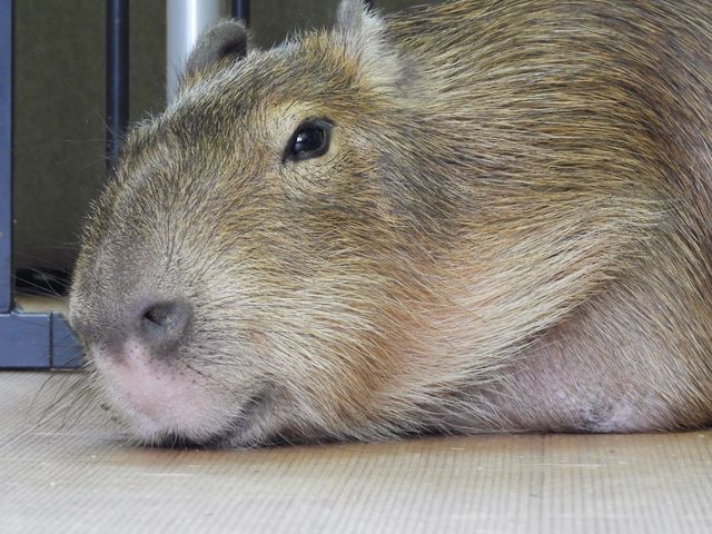 CPN_CAPYBARA LAND JsohPUIPUI