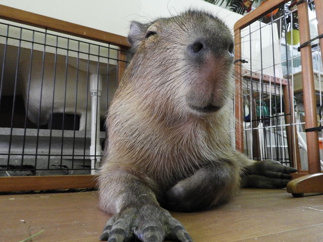 ɂΊ̃N_CAPYBARA LAND JsohPUIPUI