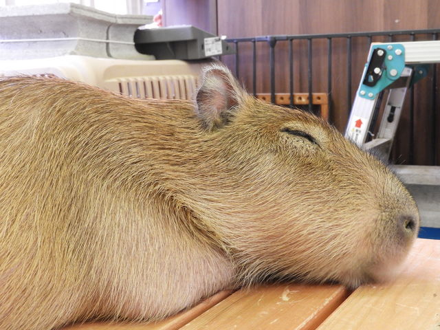 ǂ[ނ܂ՂCAPYBARA LAND JsohPUIPUI̓eʐ^2