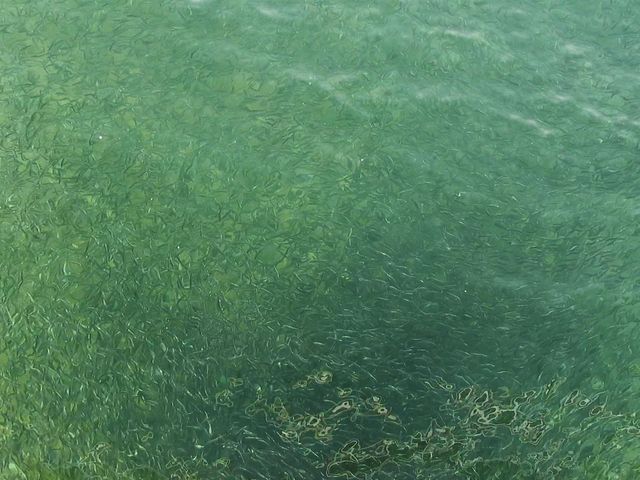 �t�T�L�r�[�` �S����_�t�T�L�r�[�`