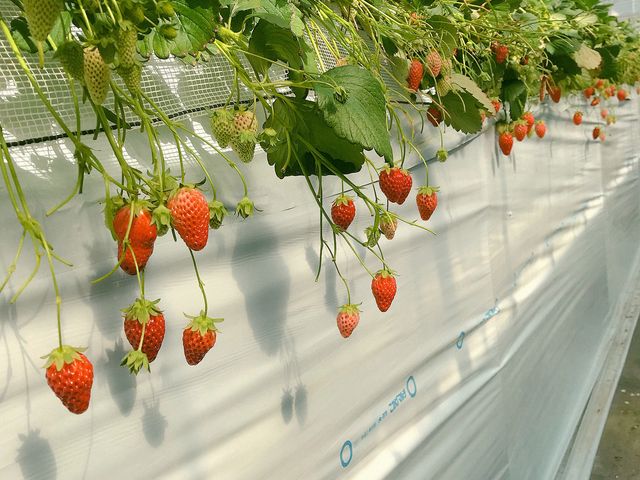 ������_�{�c��������