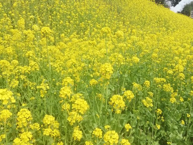 �L�͈͂Ȃ̂ŁA�S�i���B�邱�Ƃ��ł��܂���ł����B_�����ݓS��