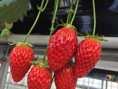 ���������̉��}���������ւ̓��e�ʐ^1