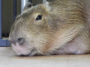 ǂ[ނ܂ՂCAPYBARA LAND JsohPUIPUI̓eʐ^1