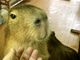 ܂肷񂳂CAPYBARA LAND JsohPUIPUIւ̓eʐ^3