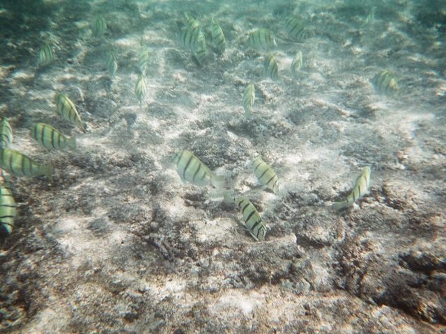 �g���̂Ă̐����J�����ŁA�B��܂����B_�Ί_�����W���[�K�C�h�C�S