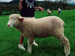 �����q��̎ʐ^1