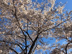 �J�R����̔��F���ւ̓��e�ʐ^1