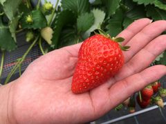 ̔_g@l@Ă܉c_gւ̓eʐ^1