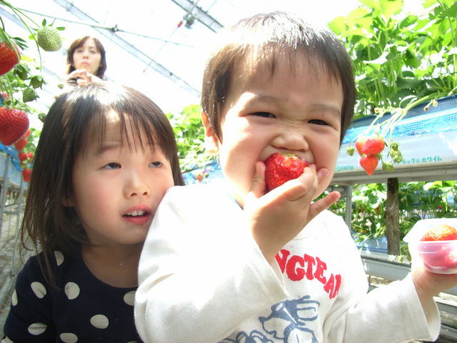 ���낢��Ȏ�ނ̂��������H�ה�ׂł��܂��B_�݂Ȃ��݃t���[�c�����h���M�g�[��