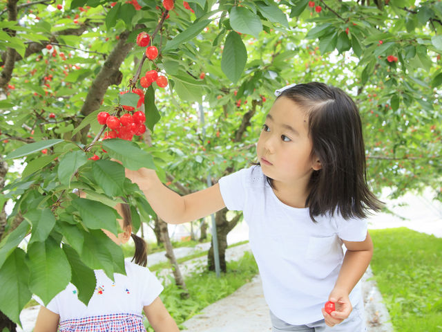 �������ڎ��͑�l�C�̍����тƍg�G�􂪐H�ו���ł��I_�݂Ȃ��݃t���[�c�����h���M�g�[��