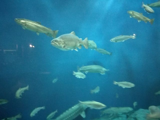 �吅��_�T�P�̂ӂ邳�Ɛ�ΐ�����