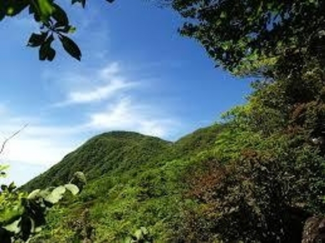 原生林が豊富です_黒岳