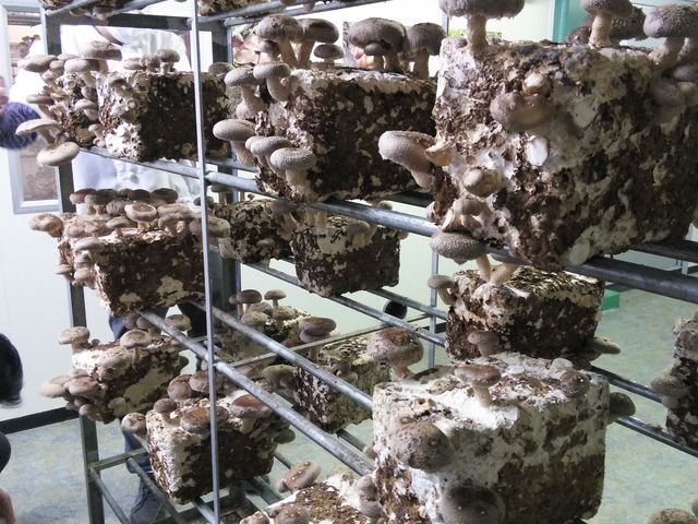 ��R�̂��̂�_�Q�n�O�����Ɩ��Y�i�̈��Ó�