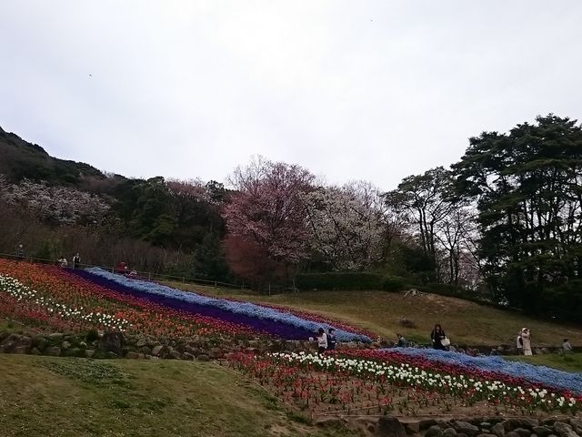 �`���[���b�v���L���C_�΂̎R���[�v�E�F�C