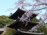 jR񂳂̎O䎛̍̓eʐ^1