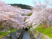 jR񂳂̔iΑ`̍̓eʐ^1