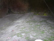 T����̃q�J���S�P�̓��e�ʐ^1