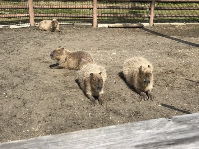 カピバラ笹の枝食べまくり(笑)_アロハガーデンたてやま
