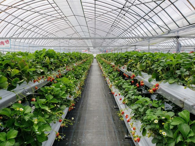 ��J�t�@�[��