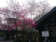 Xkv̖؂̉ԃKe RX̓eʐ^1