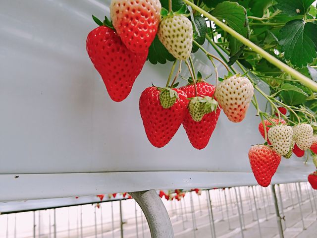 �q���̎�̂Ђ�T�C�Y�̃C�`�S������������_�x���[�Y�t�@�[���@FUSHIMI