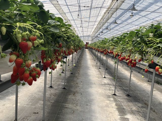 �ʘH_�C�ӂ̂�������