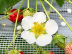 VdBERRYHOUSEւ̓eʐ^1