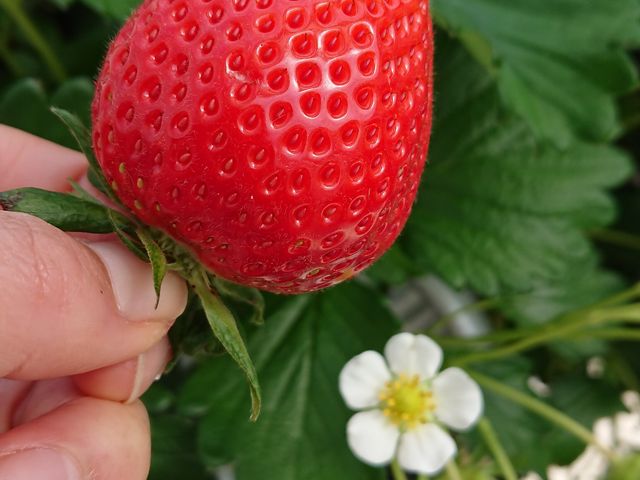 Î_ς傫Ȃ悢Ђ߁_t@[Nu_