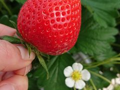 Ђ܂肳̃t@[Nu_ւ̓eʐ^1