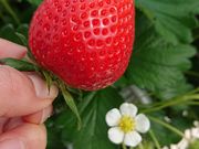 Ђ܂肳̃t@[Nu_̓eʐ^1