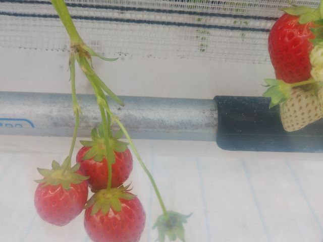 ���炢����_����C�`�S�@�����n�E�X